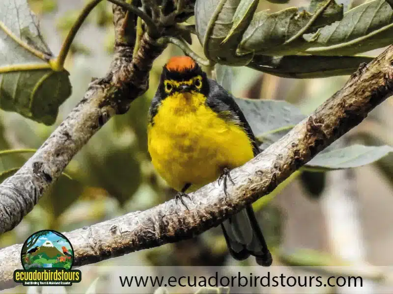 antisana andean condor 14 b6eddab0