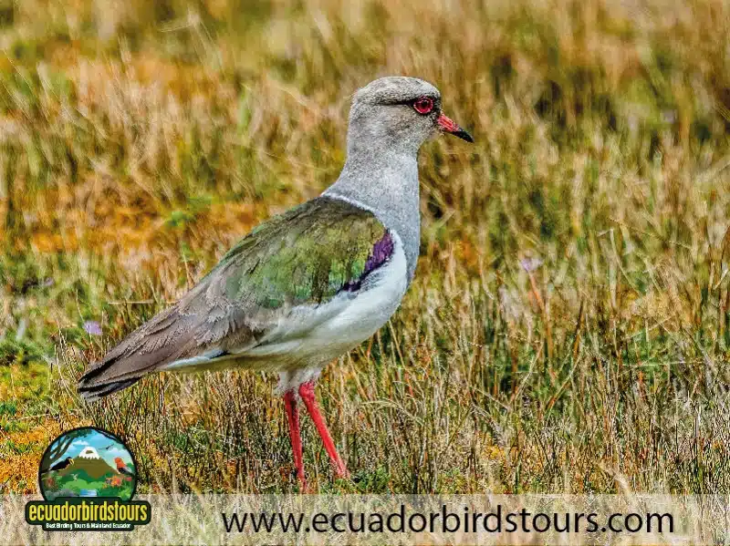 antisana andean condor 15 bf5fb5e2