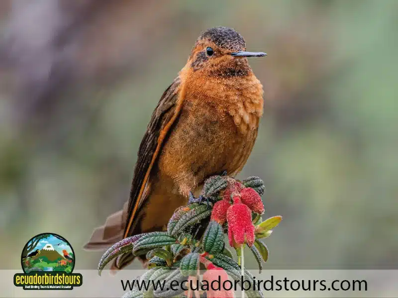 antisana andean condor 23 990caa3c