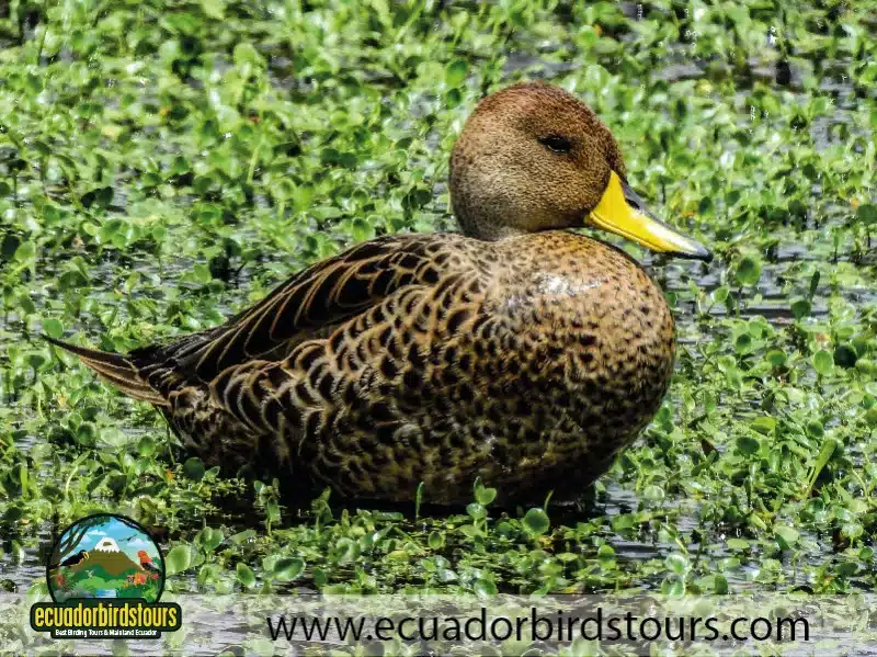 antisana andean condor 26 2184fc39