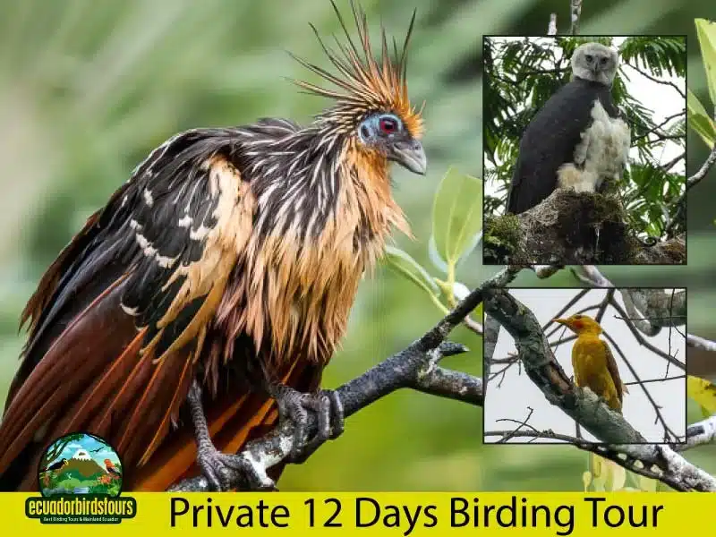 12 days birding tour by ecuador birds tours main photo a5757021