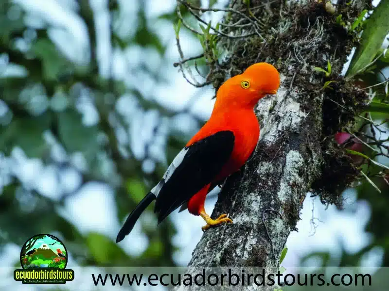 12 days birding photo tour in ecuador andean cock of the rock by ecuador birds tours 39971c6c