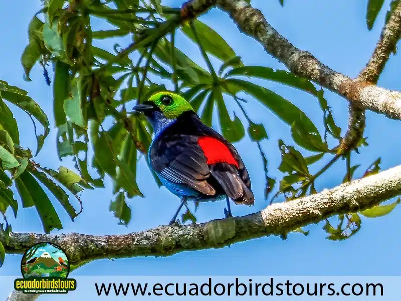12 days birding photo tour in ecuador paradise tanager by ecuador birds tours 4 695addb4