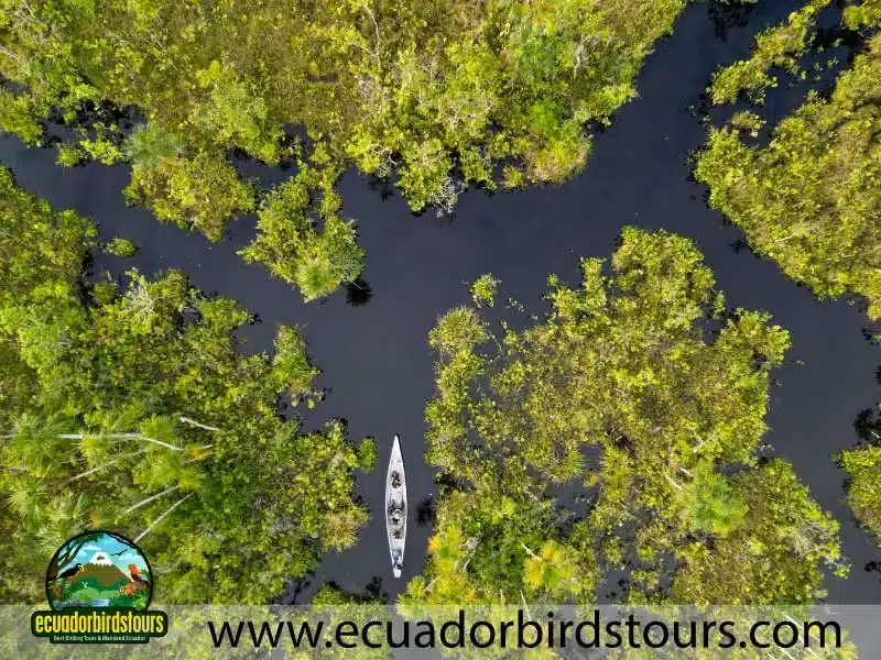 12 days birding photo tour in ecuador sacha lodge by ecuador birds tours fcfe83b8