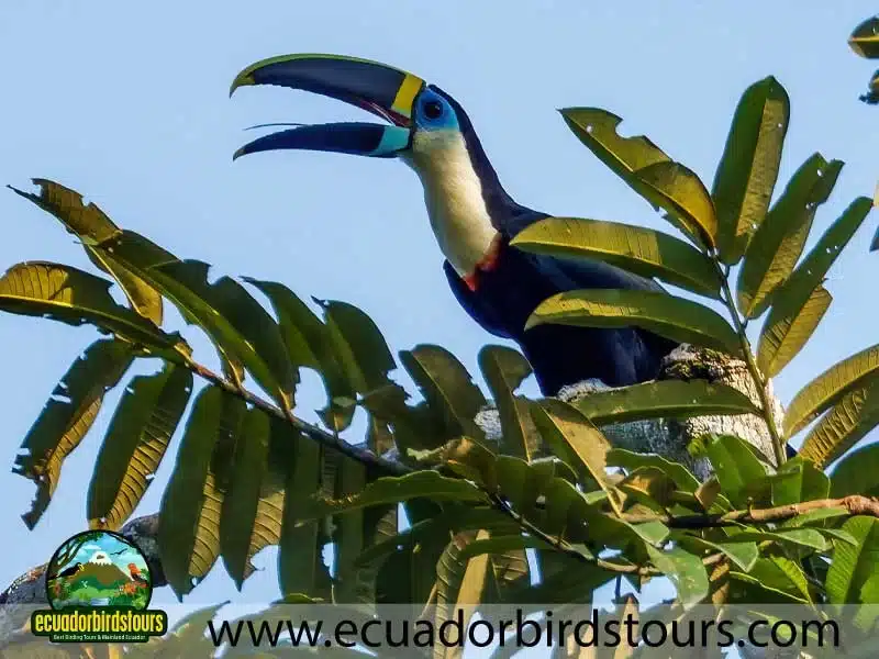 12 days birding photo tour in ecuador white throated toucan by ecuador birds tours b473c916