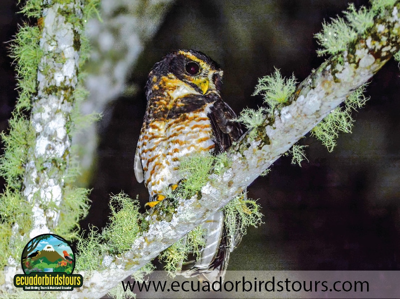 12 days birding photography tour in ecuador band bellied owl by ecuador birds tours