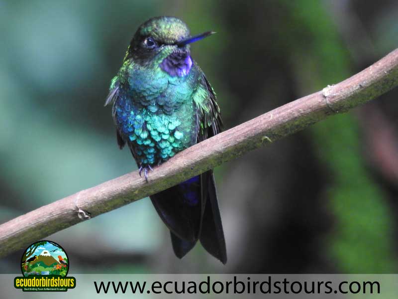 12 days birding photography tour in ecuador glowing puffleg by ecuador birds tours