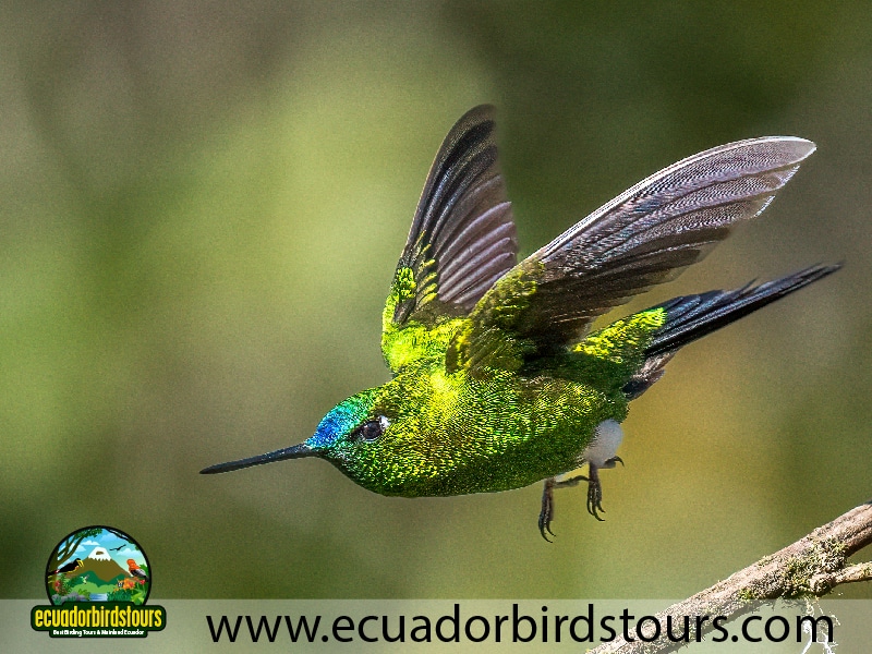 12 days birding photography tour in ecuador golden breasted puffleg by ecuador birds tours
