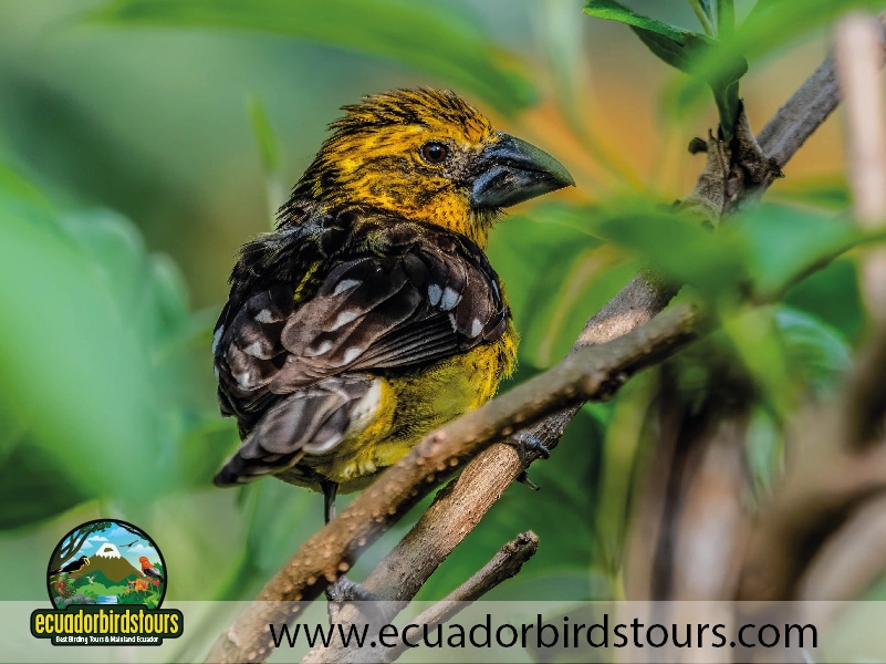 12 days birding photography tour in ecuador golden grossbeak by ecuador birds tours