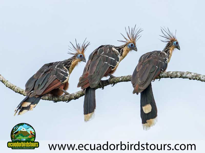 12 days birding photography tour in ecuador hoatzin by ecuador birds tours