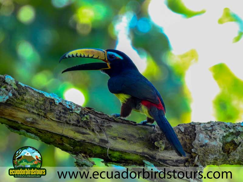 12 days birding photography tour in ecuador lettered aracari by ecuador birds tours