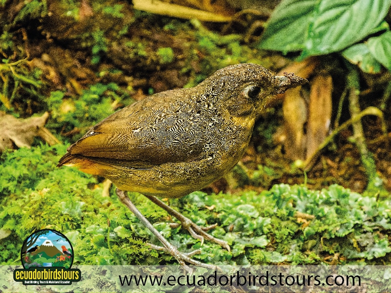12 days birding photography tour in ecuador plain backed antpitta by ecuador birds tours