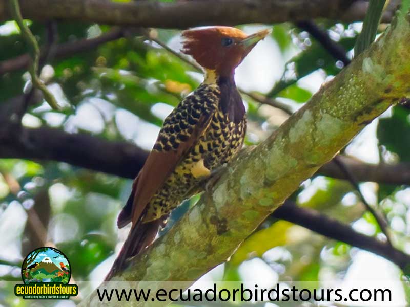 12 days birding photography tour in ecuador rufous headed woodpecker by ecuador birds tours