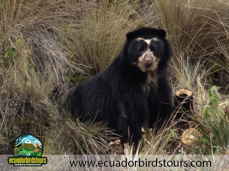 12 days birding photography tour in ecuador spectacled bear by ecuador birds tours