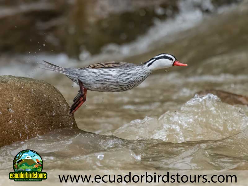 12 days birding photography tour in ecuador torrent duck by ecuador birds tours