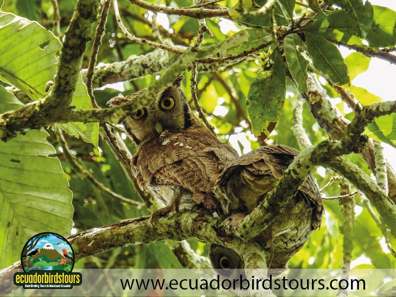 12 days birding photography tour in ecuador tropical screetch owl by ecuador birds tours