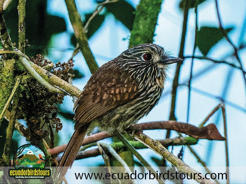 12 days birding photography tour in ecuador white chested puffbird by ecuador birds tours