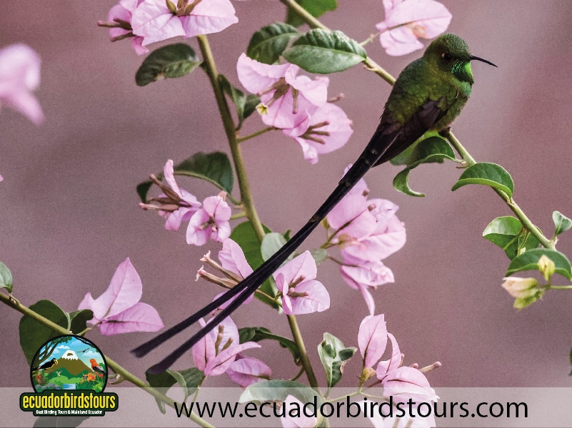 12 days birding photography tour in ecuador black tailed trainbearer by ecuador birds tours