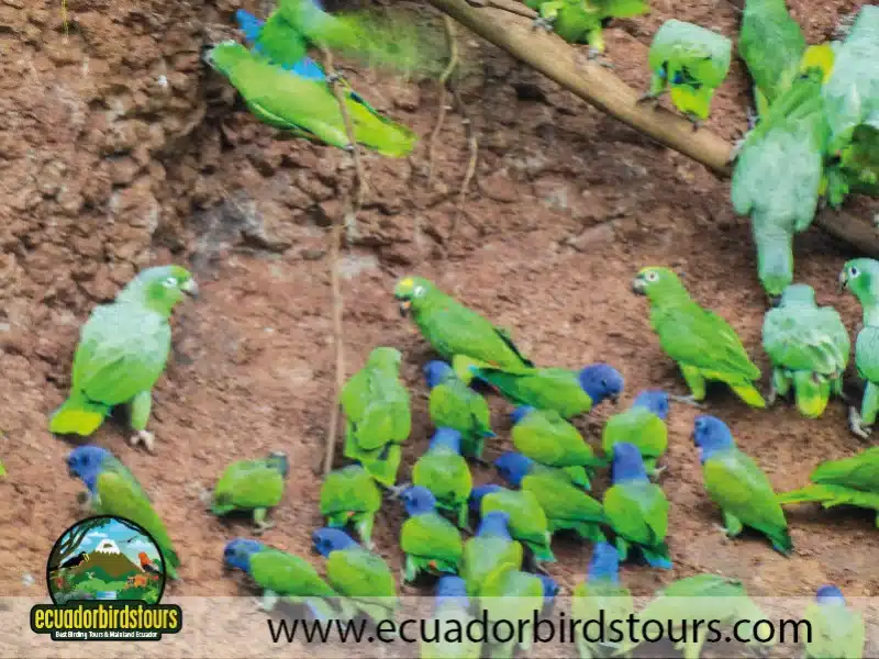 12 days birding photography tour in ecuador blue headed parrot by ecuador birds tours 3ed82ae7