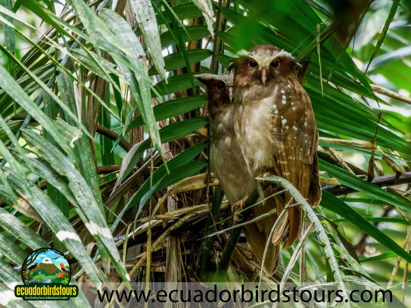 12 days birding photography tour in ecuador crested owl by ecuador birds tours