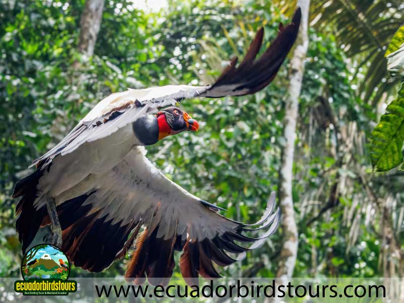 12 days birding photography tour in ecuador king vulture by ecuador birds tours