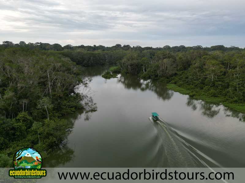 12 days birding photography tour in ecuador limoncocha lagoon by ecuador birds tours
