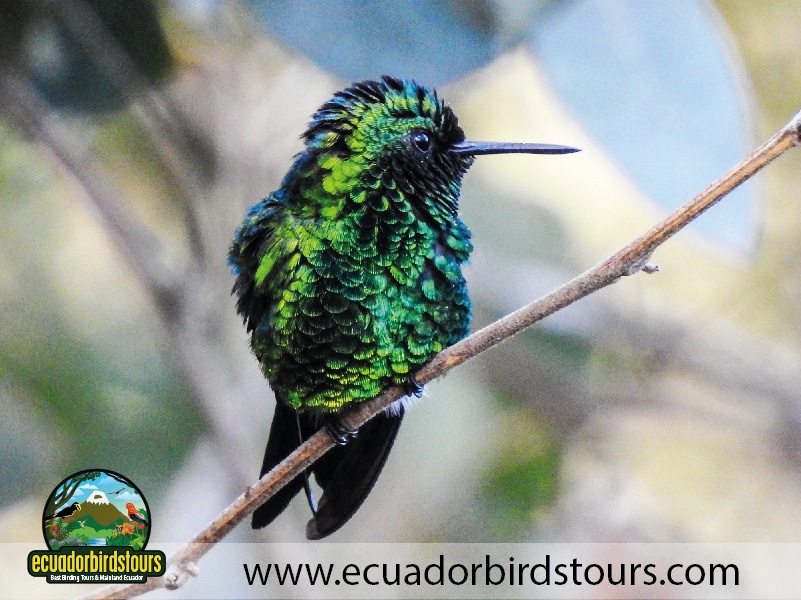 12 days birding photography tour in ecuador western emerald by ecuador birds tours