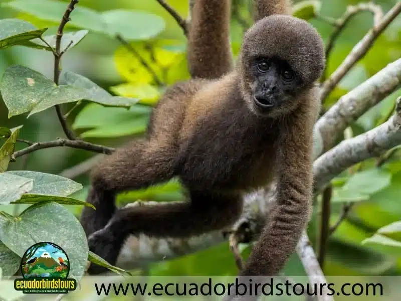 12 days birding photography tour in ecuador wolly monkey by ecuador birds tours f486cdce