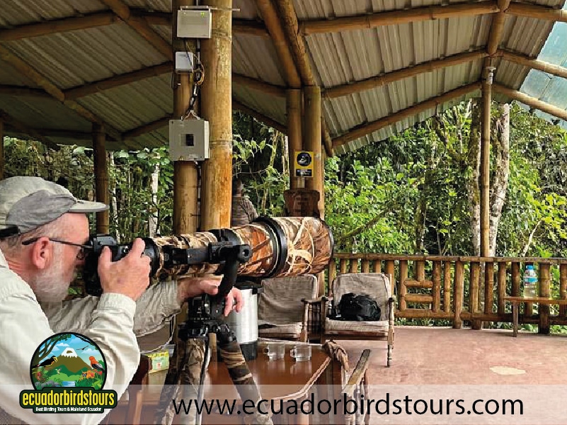 12 days birding photography tour in ecuador by ecuador birds tours