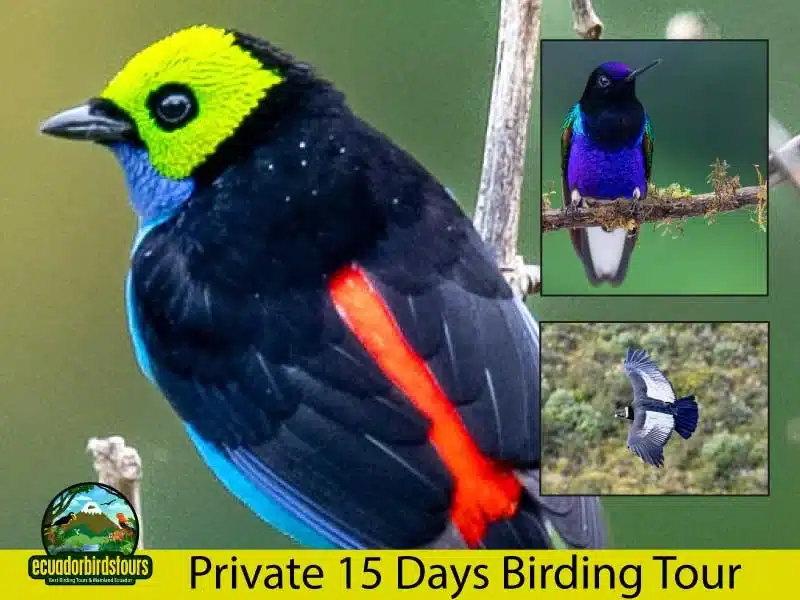 15 days birding tour by ecuador birds tours main photo 284b4e9b