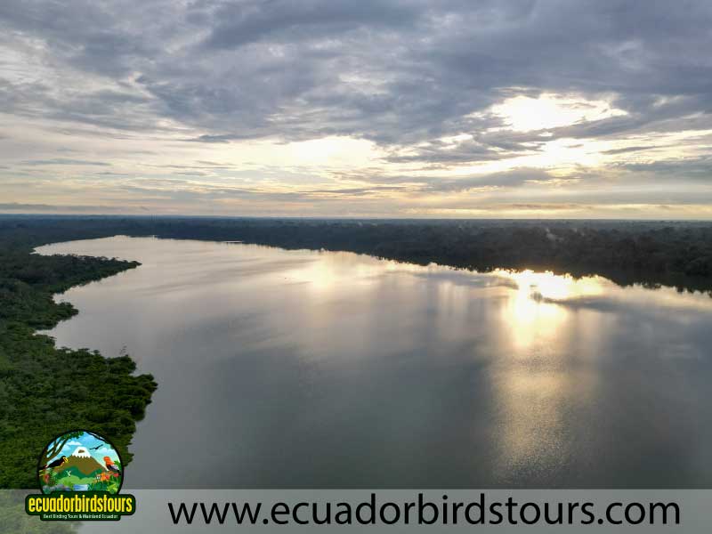 15 days birding in ecuador limoncocha lagoon