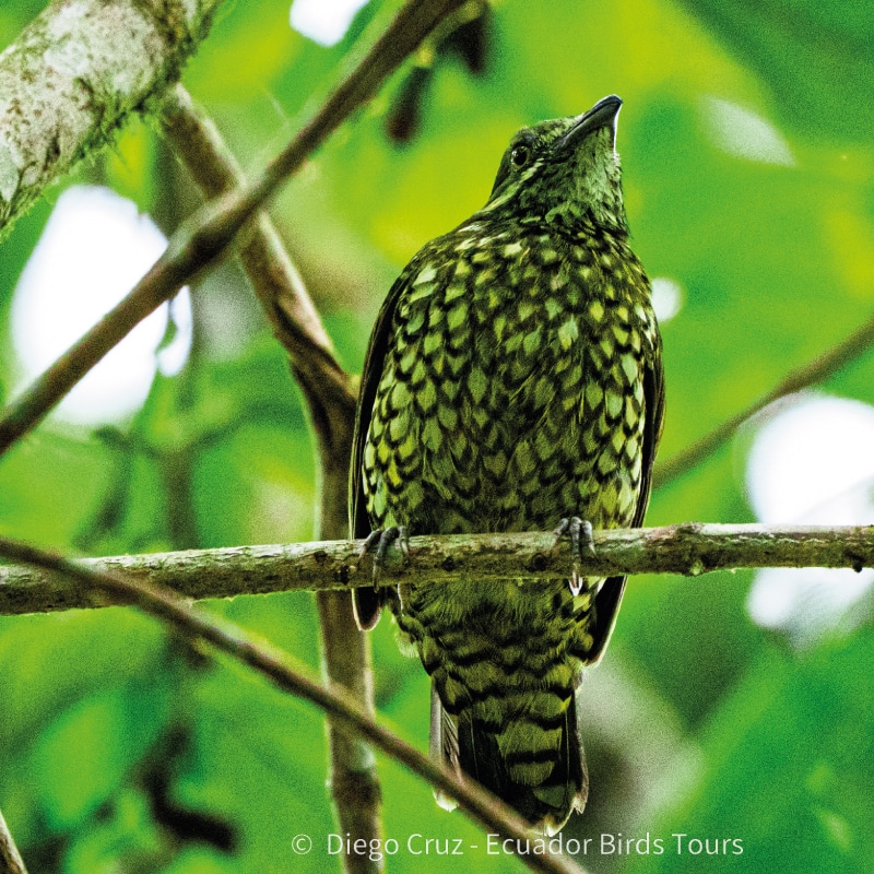 15 days birdwatching photo tours in ecuador by ecuador birds tours (3)