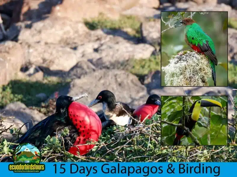 15 days galapagos and mainland birding with ecuador birds tours 1758d3ef