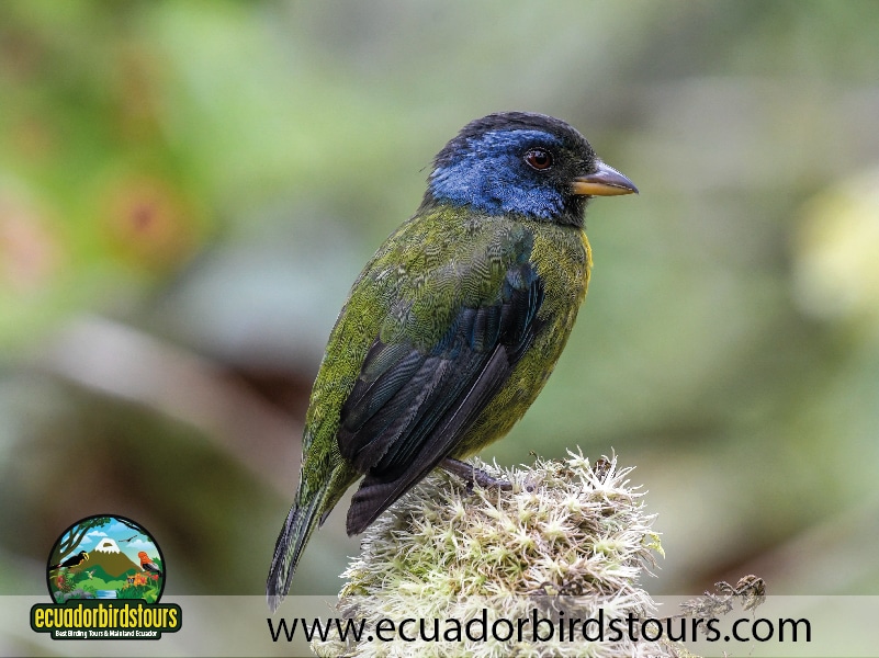 15 days birding in ecuador moss backed tanager in amagusa reserve