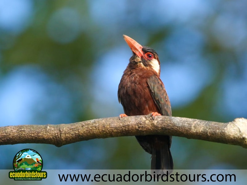 15 days birding in ecuador white eared jacamar in limoncocha reserve