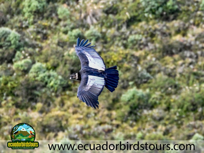 15 days birding in ecuador antisana condor in antisana condor observatory