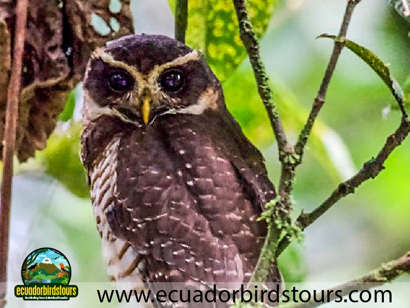 15 days birding in ecuador banded bellied owl in wild sumaco road