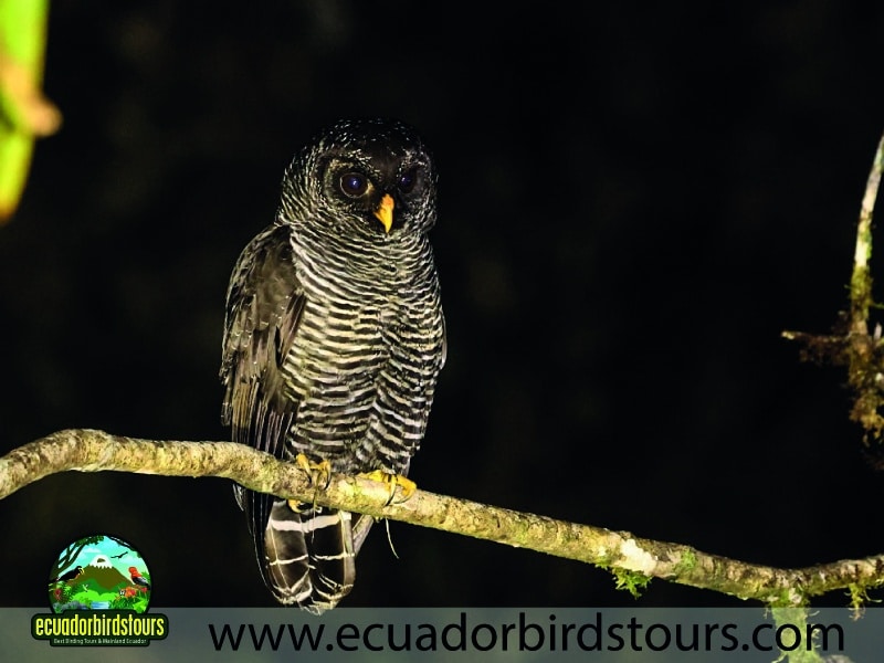15 days birding in ecuador black banded owl in san isidro lodge