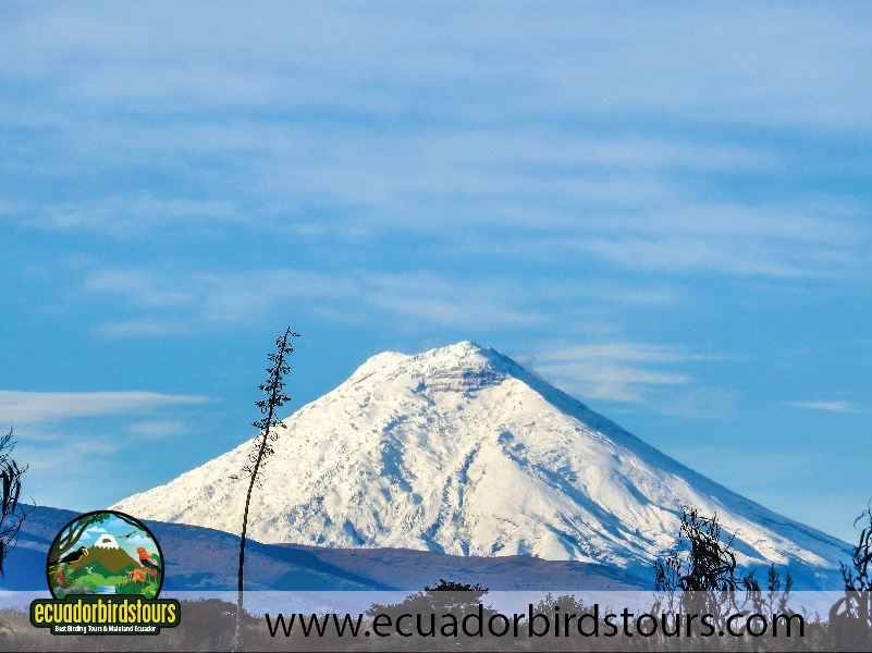 15 days birding in ecuador cotopaxi view in jimenita birding lodge