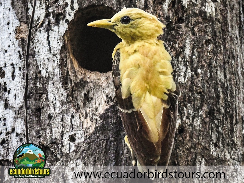 15 days birding in ecuador cream coloured woodpecker in limoncocha lagoon