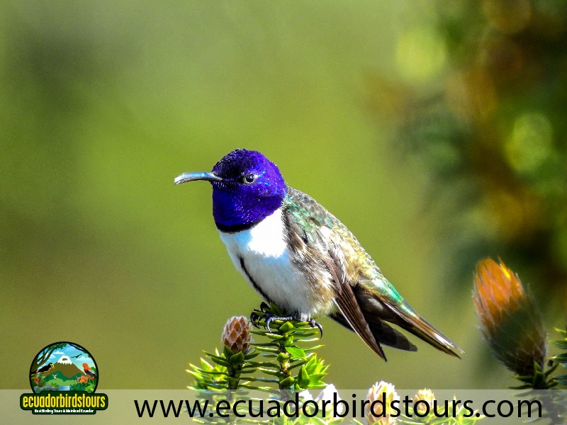 15 days birding in ecuador ecuadorian hillstar in antisana condor observatory