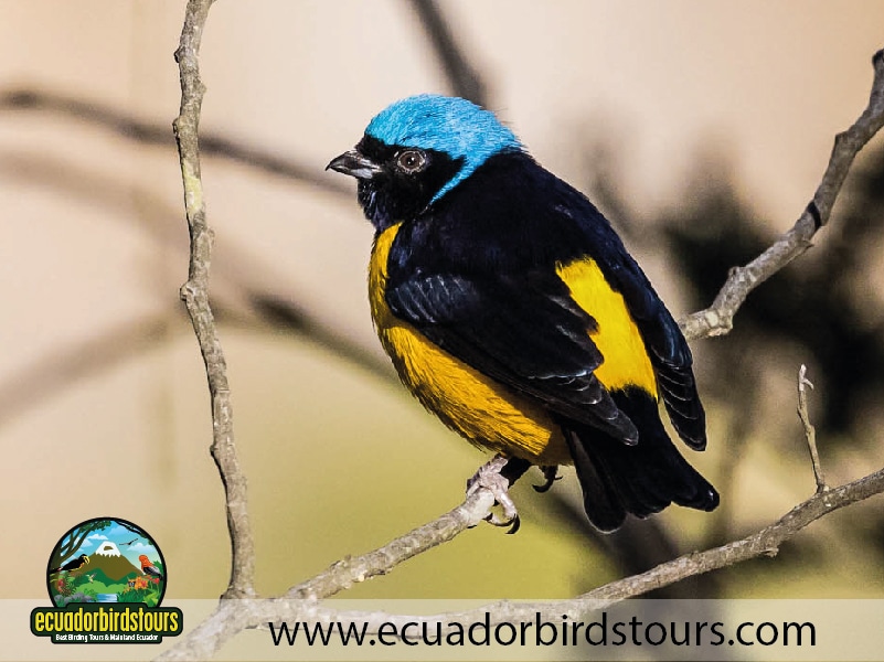 15 days birding in ecuador golden rumped euphonia in jimenita birding lodge