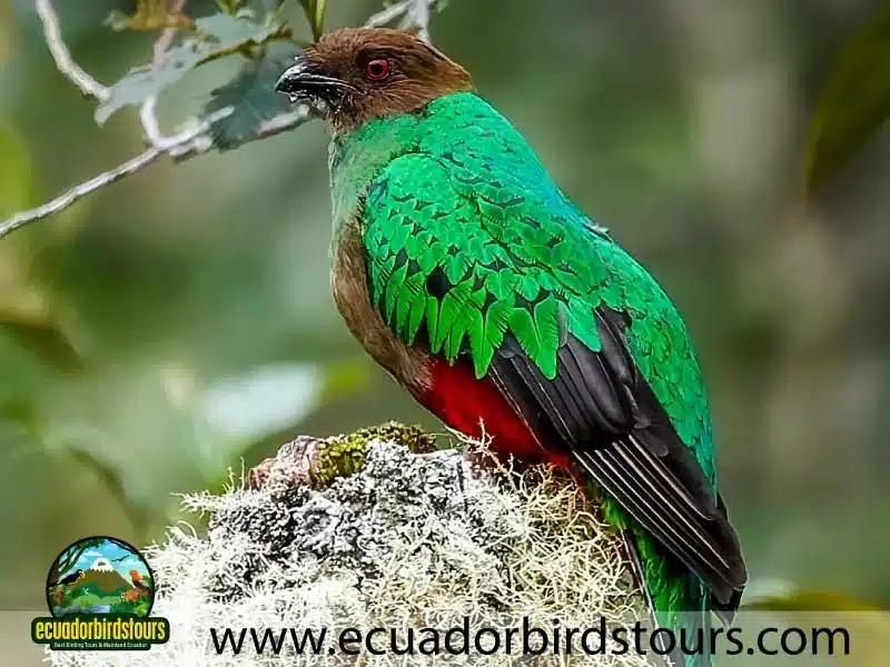 15 days birding in ecuador golden headed quetzal in angel paz reserve a252afbc