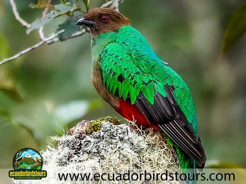 15 days birding in ecuador golden headed quetzal in angel paz reserve
