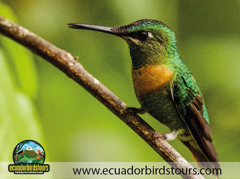 15 days birding in ecuador goulds jewelfront in wild sumaco reserve