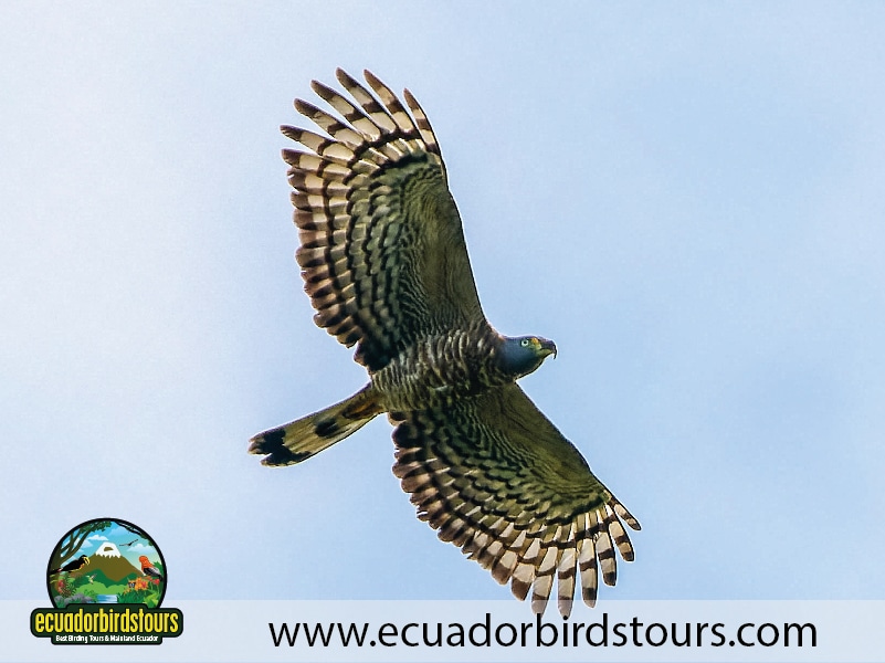 15 days birding in ecuador hook billed kite in rio silanche reserve