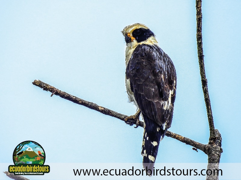15 days birding in ecuador laughing falcon in limoncocha lagoon