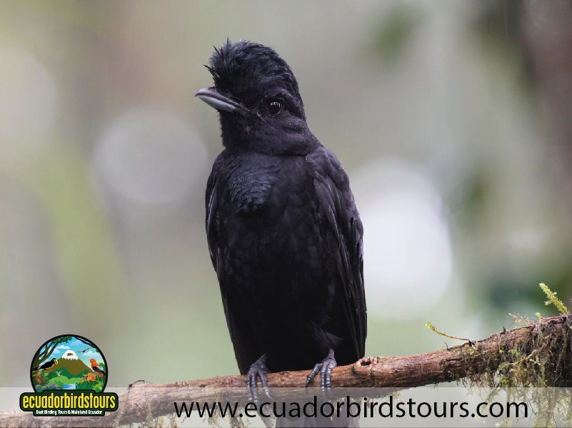 15 days birding in ecuador long wattled umbrellabird in sachatamia hide
