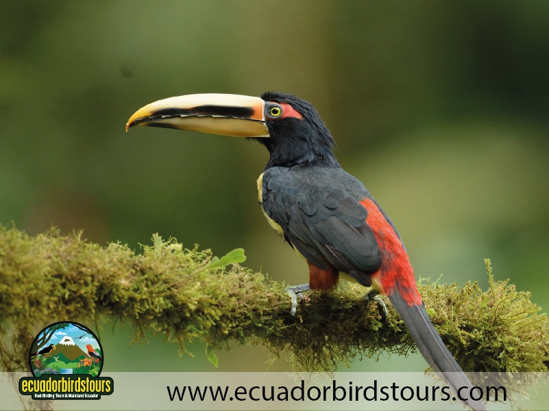 15 days birding in ecuador pale mandibled aracari in rio silanche reserve (1)