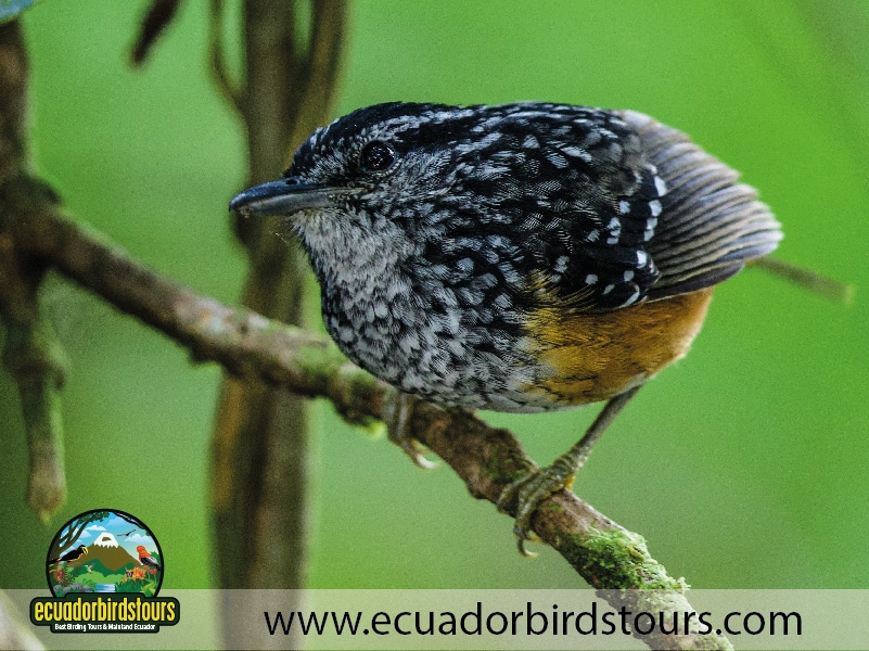 15 days birding in ecuador peruvian warbling antbird in wild sumaco reserve